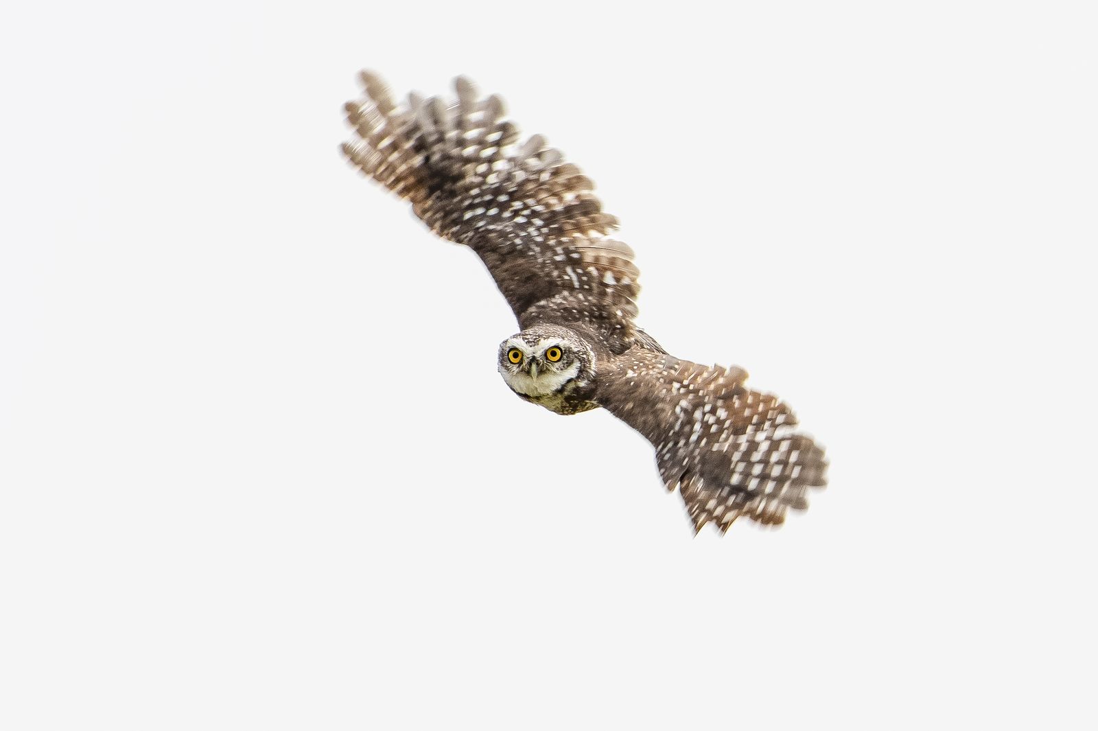 Spotted owlet (14)